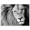 Designart - Lion Head in Grey - Animal Canvas Art Print